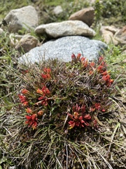 Castilleja pumila