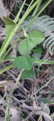 Passifloraceae