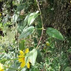 Bidens rubifolia