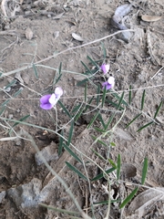 Neustanthus phaseoloides