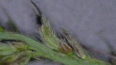 Echinochloa muricata