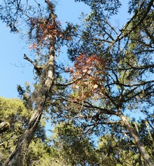 Parthenocissus quinquefolia