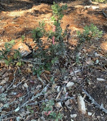 Arctostaphylos regismontana