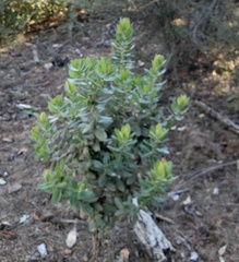 Arctostaphylos regismontana