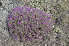 Oxytropis borissoviae