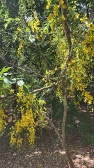 Cassia fistula