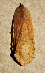 Stenocotini