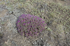 Oxytropis borissoviae