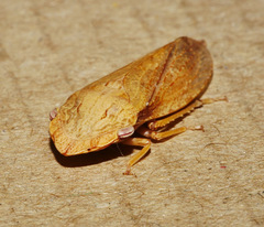 Stenocotini