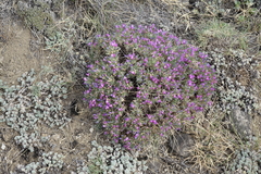 Oxytropis borissoviae