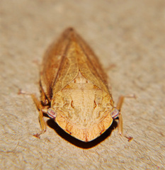 Stenocotini
