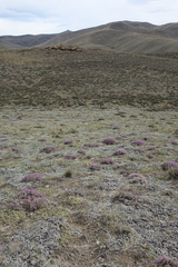 Oxytropis borissoviae
