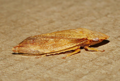 Stenocotini