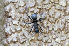 Polyrhachis armata