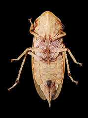 Stenocotini