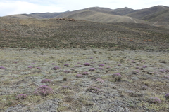 Oxytropis borissoviae