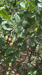 Anacardium occidentale