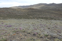 Oxytropis borissoviae