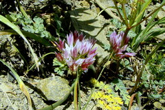 Allium crenulatum