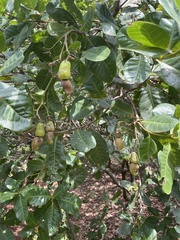Anacardium occidentale