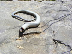 Chalcides chalcides