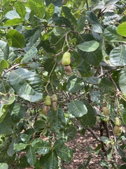 Anacardium occidentale