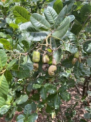 Anacardium occidentale
