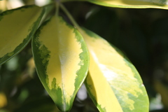 Heptapleurum arboricola