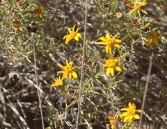 Thymophylla acerosa