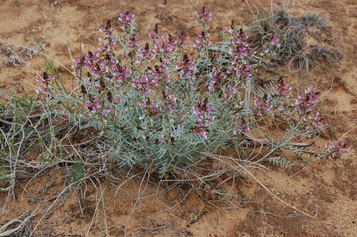 Duchesne milkvetch (Astragalus duchesnensis)