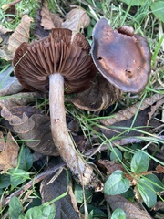 Collybiopsis villosipes