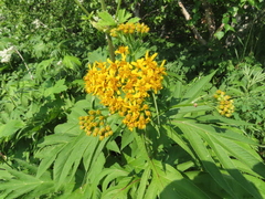 Jacobaea cannabifolia