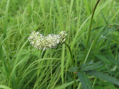 Sanguisorba tenuifolia