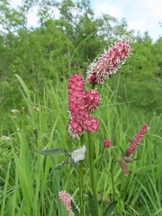 Sanguisorba tenuifolia