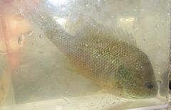 Lepomis aquilensis