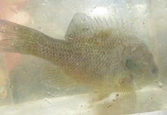Lepomis aquilensis