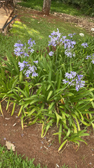 Agapanthus praecox