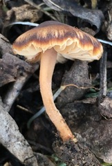 Macrocystidia