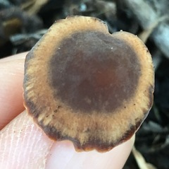 Macrocystidia