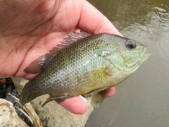 Lepomis aquilensis