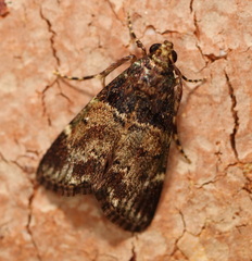 Orthaga atribasalis
