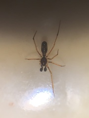 Coleosoma