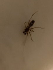 Coleosoma