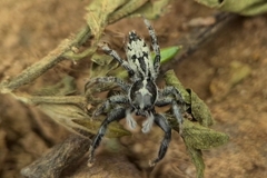 Ocrisiona leucocomis