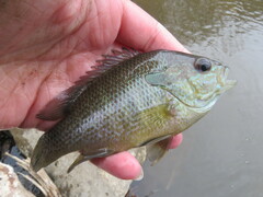 Lepomis aquilensis