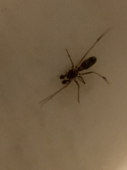 Coleosoma
