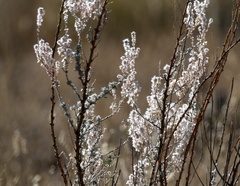 Glandularia gooddingii