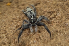 Ocrisiona leucocomis