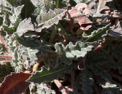 Glandularia gooddingii