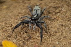 Ocrisiona leucocomis